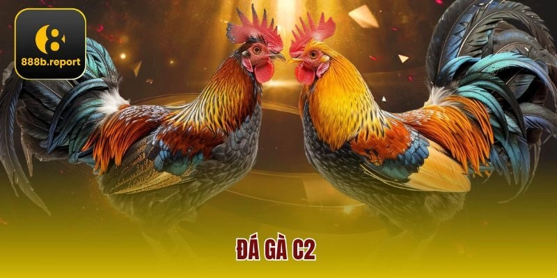 Đá Gà C2 Tại 888b – Kèo Cược Đa Dạng, Thắng Lớn Mỗi Ngày