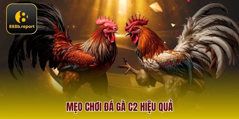 Mẹo chơi đá gà C2 hiệu quả